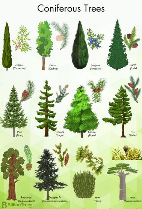 Trees Types, Types Of Evergreen Trees, Types Of Pine Trees, Tree Types, Types Of Forests, Types Of Trees, Coniferous Trees, Tattoo Plant, Tree Id