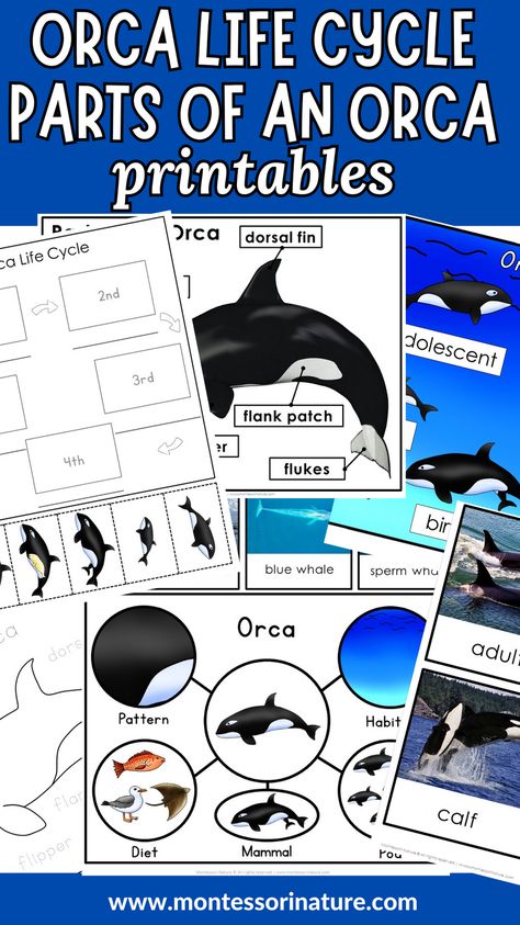 This resource includes 3 part cards, information cards, student booklets, and diagrams about orca life cycle, anatomy, types of whales, and orca characteristics. These hands-on learning activities are perfect for an Ocean Unit or whale-themed lesson, providing children with a fun and engaging way to learn about ocean animals. Let’s dive into the world of orcas and explore their amazing features together! Whale Activities For Kindergarten, Orca Activities For Preschool, Mammals Activities, Tri Fold Poster, Types Of Whales, Lapbook Ideas, Nature Printables, Cycle For Kids, Whale Facts