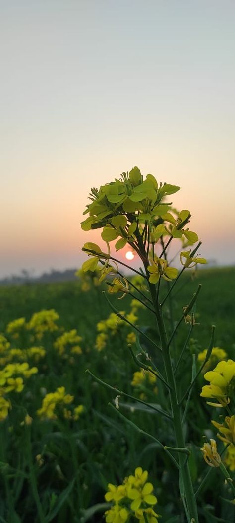 Mustard field in the early morning 😍 Mustard Field Photography, Mustard Field, Mustard Flowers, Field Wallpaper, Flowers Images, Beautiful Flowers Images, Fields Photography, Phone Background, Flower Images