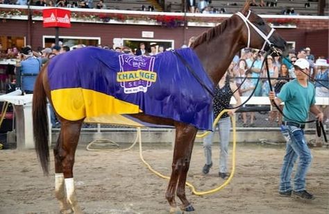 Highland Falls joins top 10 in Breeders’ Cup Classic rankings City Of Troy, Preakness Stakes, American Pharoah, Breeders Cup, Belmont Stakes, Churchill Downs, Thoroughbred Horse, Triple Crown, Contest Winner