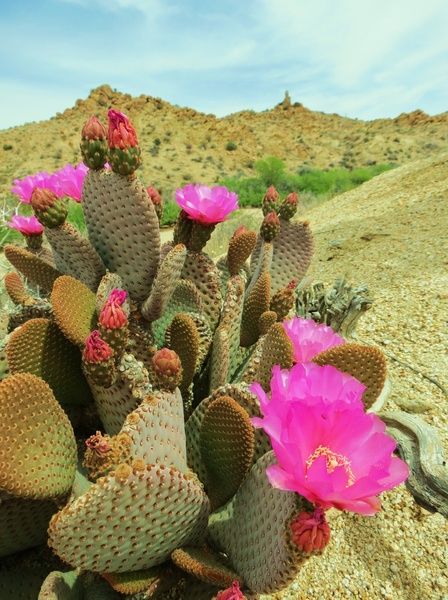 Beavertail Cactus Beavertail Cactus, Cactus Paintings, Cactus Pictures, Desert Pink, Blooming Cactus, Prickly Pear Cactus, Flower Art Print, Cactus Flowers, Flower Artwork