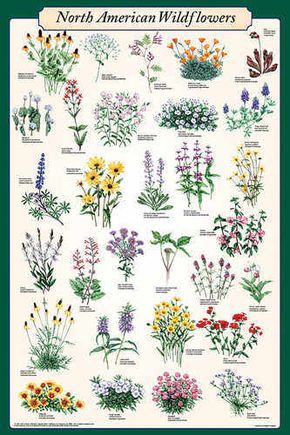 This poster features beautiful illustrations of some of the most popular and colorful wildflower varieties. Each flower’s common and scientific name is listed. Living Room Posters, Living Room Poster, Wildflower Garden, Vintage Living Room, Family Bathroom, Garden Cottage, Vintage Humor, Room Posters, Types Of Flowers