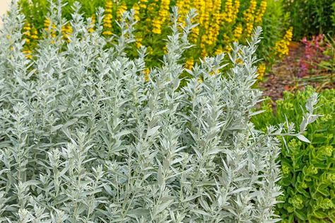 Artemisia ludoviciana (western mugwort, white sage, silver wormwood, prairie sage, white sagebrush) White Sage Plant, Full Sun Garden, Silver King, Sage Plant, Best Perennials, Traditional Garden, Herbaceous Perennials, Charming Garden, Plant Combinations