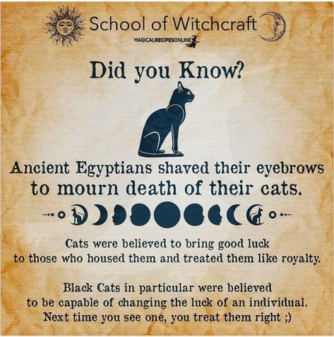 Black Cat Meaning, Witches Familiar, Black Cat Lover, Egyptian Cat, Cat Info, Spiritual Meaning, Cat Facts, Cat Care, Warrior Cats