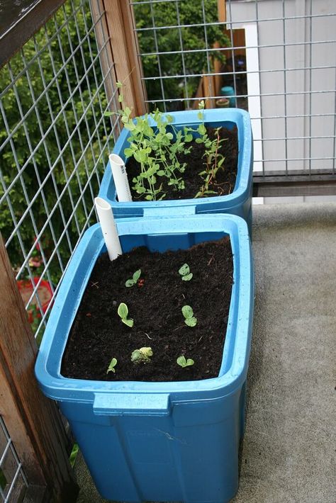 The Perfect Apartment-Style Garden Bed Self Watering Containers, Raised Garden Bed Plans, Diy Raised Garden, Raised Garden Beds Diy, Permaculture Design, Meteor Garden 2018, Winter Project, School Garden, Urban Gardening