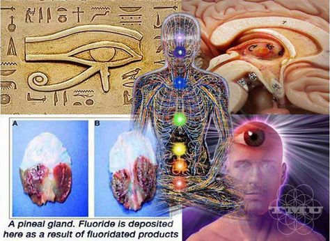 The Seat of the Soul "The pineal gland, referred to as the Third Eye, the Eye of Horus or the Seat of the Soul, is a small pine cone shaped organ inside your brain that secretes hormones like melatonin, serotonin and DMT (Dimethyltryptamine), also known as the Spirit Molecule. Melatonin and serotonin are responsible for sleep or meditative states, and emotional states of well-being, bliss and euphoria. (cont.) Decalcify Pineal Gland, Spiritual Intuition, Third Eye Awakening, Third Eye Opening, Spiritual Dimensions, Pineal Gland, Spirit Science, Higher Consciousness, 3rd Eye