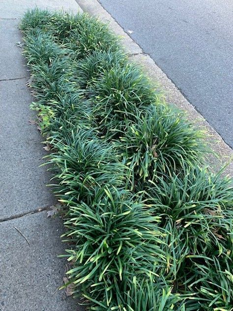 Liriope Border Front Yards, Liriope Companion Plants, Liriope Landscape, Liriope Border, Moss Phlox, Monkey Grass, Blue Spring Flowers, Liriope Muscari, Florida Landscaping