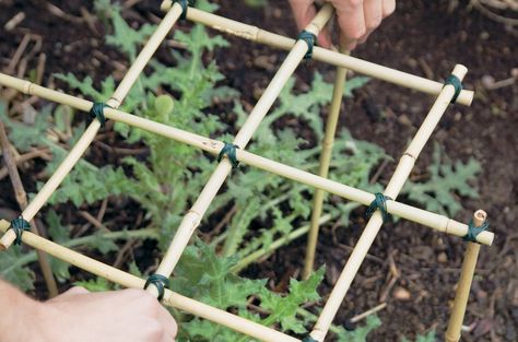 Find out how to use old bamboo stems to make plant supports for flopping plants, in this simple step by step guide, from BBC Gardeners' World Magazine. Peony Support, Garden Plant Supports, Garden Gadgets, Diy Garden Trellis, Plant Ties, Bamboo Trellis, Bamboo Garden, Rock Garden Landscaping, Veg Garden