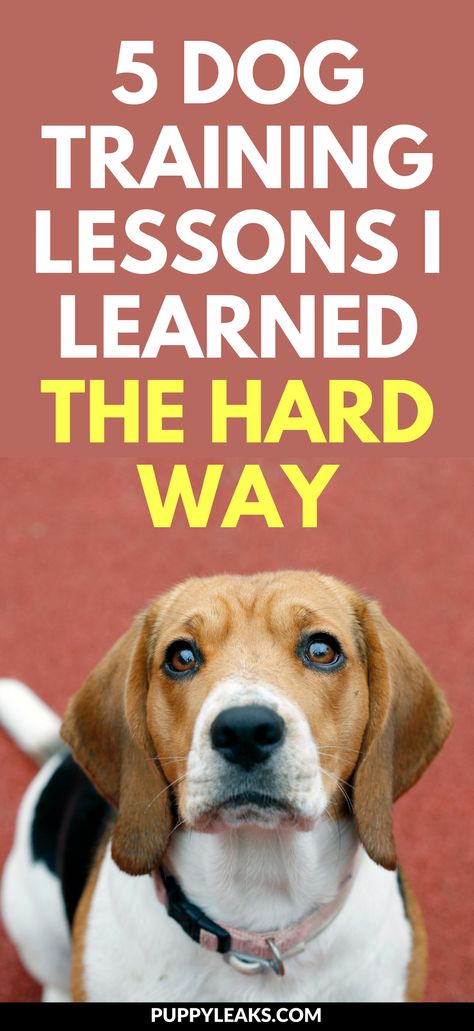 Dog Training Commands, Dog Therapy, Training A Puppy, Dog Training Books, Train A Puppy, Dog Training Ideas, Dog Minding, Positive Dog Training, Easiest Dogs To Train