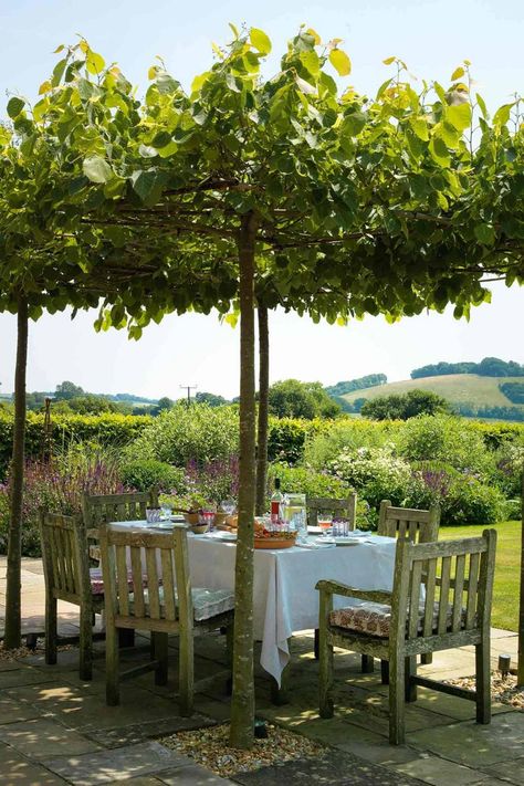 Ombra Pergola, Pleached Trees, Rustic Pergola, Outdoor Dining Room, Outdoor Dining Spaces, Tree Canopy, Summer Living, Pergola Plans, Pergola Patio