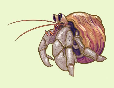 Hermit Crab Illustration, Hermit Crab Drawing, Cute Hermit Crab, Crab Drawing, Watermelon Illustration, Crab Illustration, Crab Painting, Lobster Art, Crab Tattoo