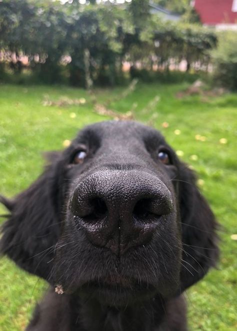 Black Golden Retriever, All Breeds Of Dogs, Flat Coated Retriever, Family Pets, Dog Rules, Retriever Puppy, Fluffy Animals, Cute Dogs And Puppies, Retriever Dog