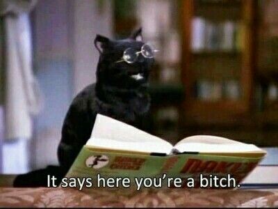 Flirting Pictures, Salem The Cat, Salem Saberhagen, Salem Cat, Sabrina The Teenage Witch, Memes Humor, Reaction Memes, Infp, Reaction Pics