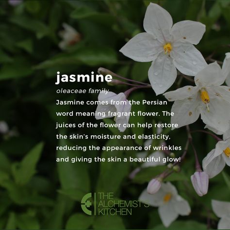 Flowers Symbolism, Witch Herbs, Jasmine Plant, Jasmine Flowers, Garden Growing, Grow Vegetables, Magical Herbs, Spiritual Living, Flower Guide