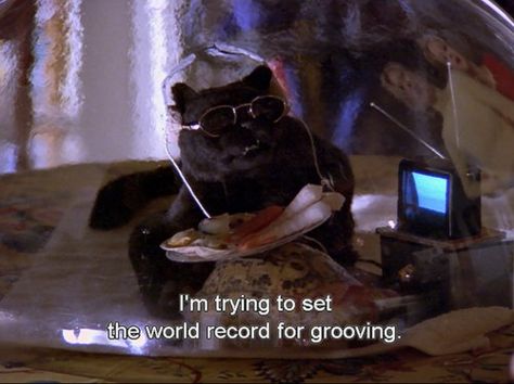 i'm trying to set the world record for grooving Salem Saberhagen, A Black Cat, A Black, Black Cat, Tv, Black