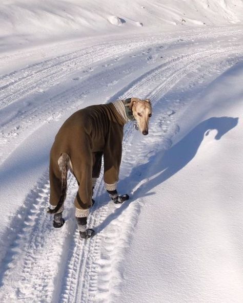 Skis, Whippet, The Snow, A Dog, Walking, Instagram