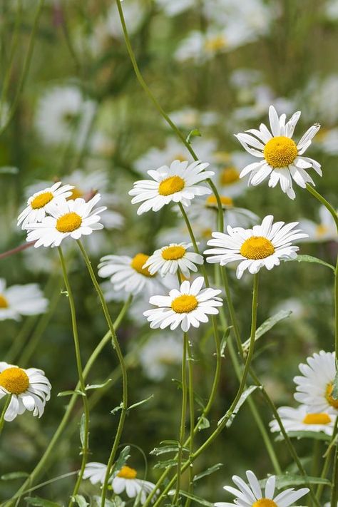 Pictures Of Daisies, 강아지 그림, Nothing But Flowers, 수채화 그림, Chamomile Flowers, Flowers Nature, Flower Field, Flower Child, Flowers Photography