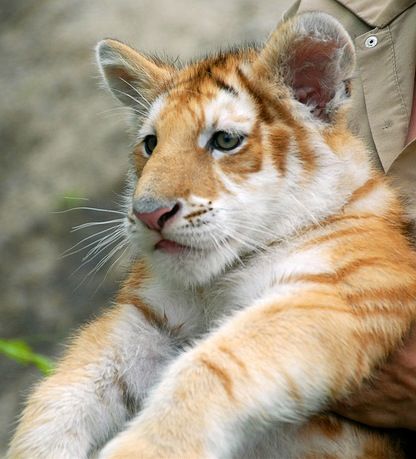 Golden Tiger, oh how I love him. Look at the size of those paws! He's going to be huge~ Golden Tabby Tiger, Golden Tigers, Golden Tiger, Cat Reference, Tiger Cub, A Tiger, Fluffy Animals, Big Cat, Cute Creatures