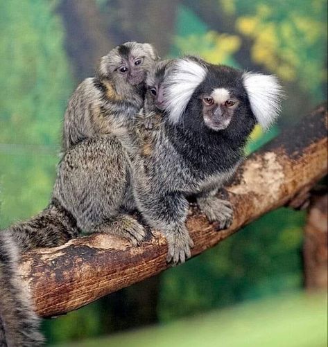 Common Marmoset, Awkward Animals, Funny Monkey Pictures, Monkey Species, Finger Monkey, Pygmy Marmoset, Marmoset Monkey, Monkey Monkey, Squirrel Monkey