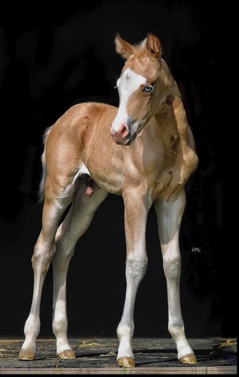 Blue eyes and wide white blaze. Horse Reference Photos For Artists, Foal Photography, Rare Horse Colors, Horse Foal, Horse Coat Colors, Baby Horse, Beautiful Horses Photography, Gorgeous Horses, Baby Pony