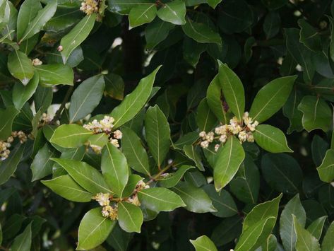 Sweet Bay Tree Care – Tips For Growing A Bay Tree Potted Trees Patio, Bay Leaf Plant, Bay Leaf Tree, Plants That Repel Flies, Bay Laurel Tree, Burning Bay Leaves, Patio Trees, Laurus Nobilis, Growing Bulbs