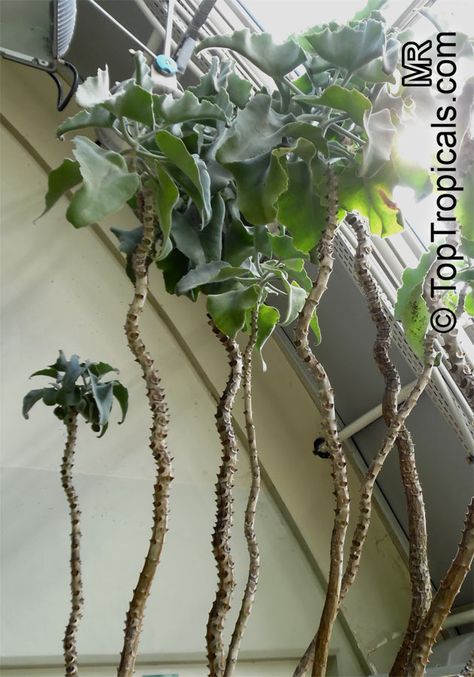 Kalanchoe Beharensis, Get Taller, Short Plants, Aloe Plant, Plant Lady, Perennial Plants, New Leaf, Planting Succulents, Macrame Plant Hanger