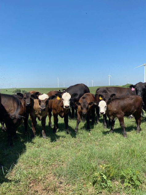 Heifer calves | Bull calves | Black Angus | Hanging M Cattle Angus Cow, Calving Season, Cow, Quick Saves, Black