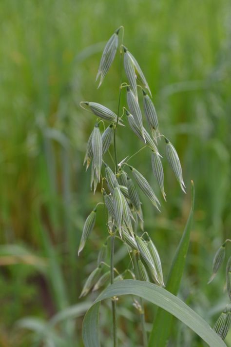 Oats Plant, Plant Herbs, Recipes To Try At Home, Oat Straw, Herbal Academy, Recipes To Try, Wild Plants, Planting Herbs, Medicinal Herbs