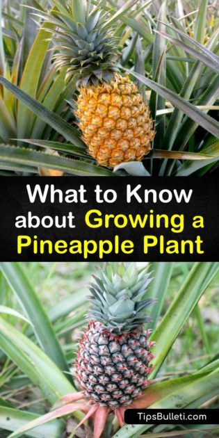 How To Grow A Pineapple From The Top, Grow Pineapple From Top, Growing Pineapple From Top, Growing A Pineapple, Pineapple Plant Care, Grow Pineapple Plant, Grow Pineapple, Grow A Pineapple, Pineapple Diet