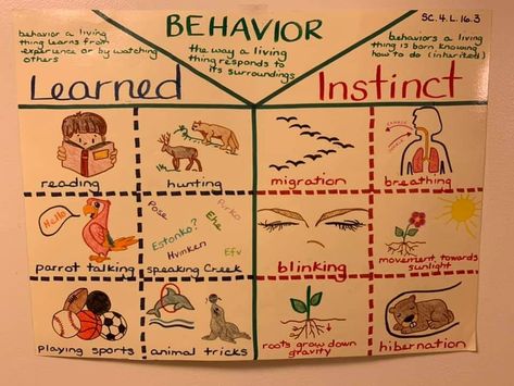 Inherited Traits Anchor Chart, Inherited Traits And Learned Behaviors, Future Educator, 2024 Classroom, Inherited Traits, Science Anchor Charts, Classroom Anchor Charts, Learned Behaviors, 4th Grade Science