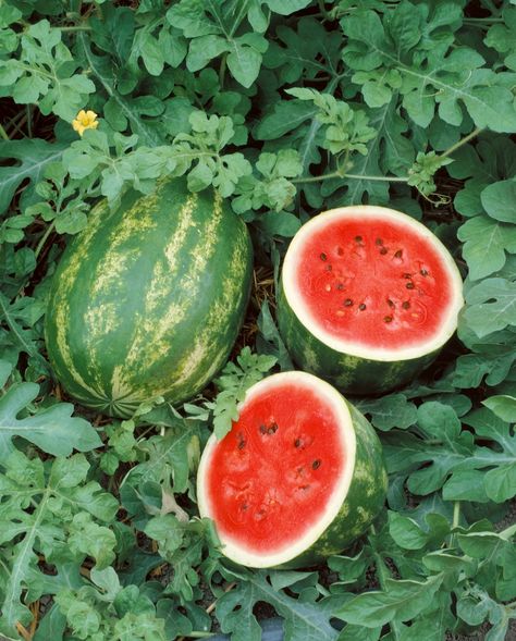 Watermelon Vines, How To Grow Watermelon, Watermelon Plant, Sweet Watermelon, Garden Vines, Watermelon Seeds, Garden Nursery, Beautiful Flowers Garden, Fruit Garden