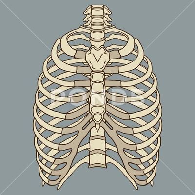 Rib Anatomy, Rib Art, Body Organs Diagram, Rib Cage Anatomy, Thoracic Cage, Human Ribs, Human Rib Cage, Human Anatomy For Artists, Anatomy Images