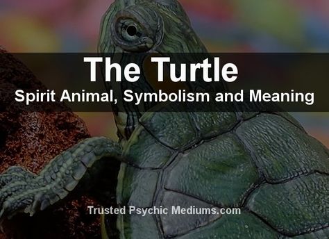 Turtle Meaning, Elephant Spirit Animal, Turtle Spirit Animal, Turtle Symbolism, Turtle Names, Sea Turtle Pictures, Spirit Animal Meaning, Land Turtles, Animal Meanings