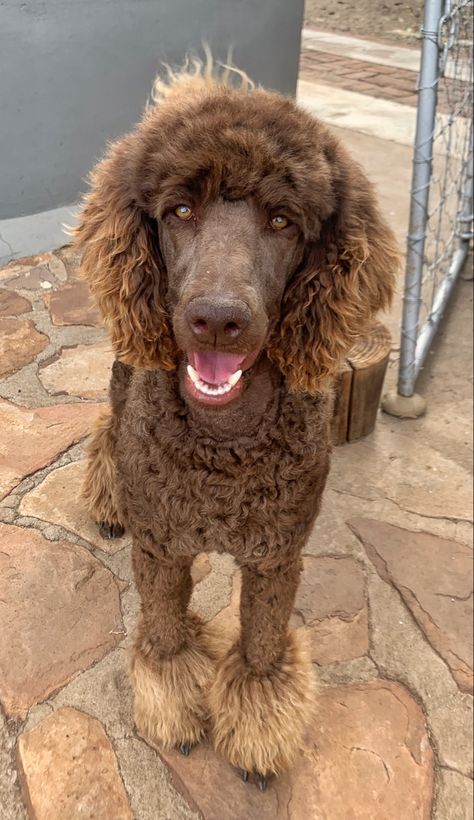 Chocolate Standard Poodle, Labradoodle Haircuts, Poodle Styles, Brown Standard Poodle, Labradoodle Haircut, Poodle Colors, Poodle Haircut Styles, Goldendoodle Haircuts, Poodle Haircuts