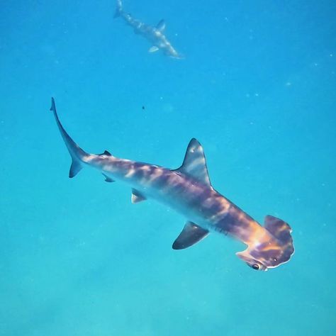 Did you know baby hammerhead sharks are born live in litters between 6 to 42 pups? These little ones start out in shallow nurseries before heading out into the big blue. 🦈 . . . #Wandah #WandahAdventure #WandahLife #WandahLifeAndTravel #BabyShark #OceanMagic #FutureFins #HammerheadLove #SharkFacts #OceanNursery #MarineLife #UnderwaterWorld #OceanConservation #DidYouKnow #SharksInDiapers #HammerheadPups #TooCute #OceanCuties #Adorable... Baby Hammerhead Shark, Hammerhead Sharks, Shark Facts, The Big Blue, Ocean Nursery, Hammer Head, Hammerhead Shark, Goofy Ahh, Ocean Conservation