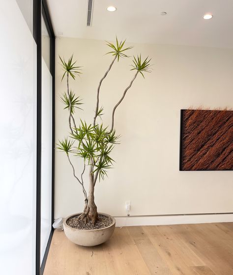 Big Dracaena, curating a sculptural moment. 📷@santiagocasanovadesign Dracena Plant, Green Sculpture, Dracaena Marginata, Mid Century Plants, Japanese Plants, Dracaena Plant, Japanese Interiors, Potted Houseplants, Big Plants