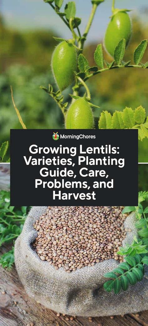 Growing Lentils: Varieties, Planting Guide, Care, Problems, and Harvest Growing Lentils, Stews And Casseroles, Survival Garden, Diy Nature, Planting Guide, Garden Hacks, Permaculture Gardening, Survival Gardening, Fertilizer For Plants