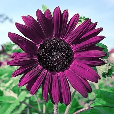 Amazon.com : DouxiE 50pcs Purple Sunflower Seeds for Planting - Non GMO Heirloom Garden - Planting Instructions for Easy Grow - Great Gardening Gifts : Patio, Lawn & Garden Seed Planting Guide, Purple Sunflowers, Purple Sunflower, Purple Petals, Pink Sunflowers, Gardening Gifts, Rose Seeds, Bonsai Plants, Garden Borders