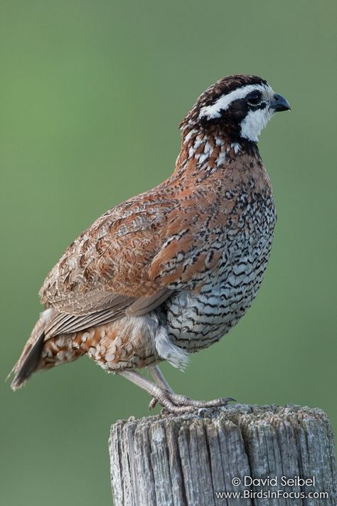 Northern Bobwhite (Colinus virginianus) Quail Painting, Waterfowl Taxidermy, Bobwhite Quail, Gamebirds, Quail Hunting, Quails, Wildlife Pictures, Bird Carving, Bird Hunting