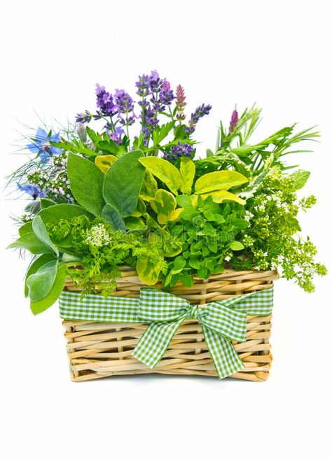 Basket of fresh herbs. Decorative basket bouquet with a variety of fresh herbs, #Sponsored , #AD, #SPONSORED, #fresh, #bouquet, #variety, #herbs Basket Bouquet, Branding Fonts, Sage Herb, Rosemary Lavender, Vegetable Basket, Decorative Basket, Brand Fonts, Art Tips, Basket Decoration