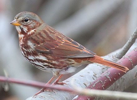 Fox Sparrow, Sparrow Bird, Ocean Landscape, Bird Watcher, Sparrows, Pet Bird, Backyard Birds, All Birds, Red Fox