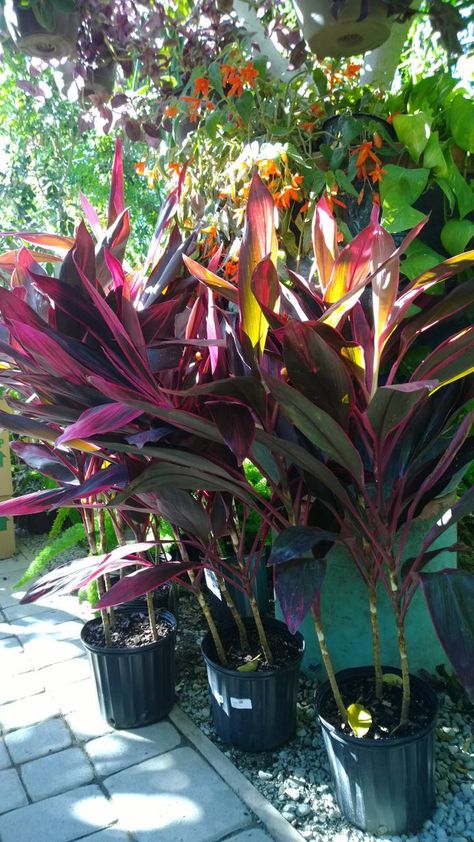 Red cordyline sister (hawaiian ti plant) Hawaiian Ti Plant, Fruit Trees In Containers, Ti Plant, Hawaiian Gardens, Front Landscape, Plant Landscape, Hawaii Flowers, Florida Landscaping, Tropical Backyard