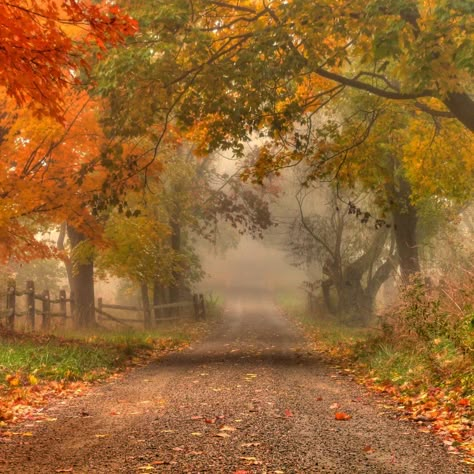 Leaves On The Ground, Road Pictures, Autumn Morning, Dirt Road, Autumn Beauty, Lombok, Autumn Aesthetic, Early Fall, Fall Wallpaper