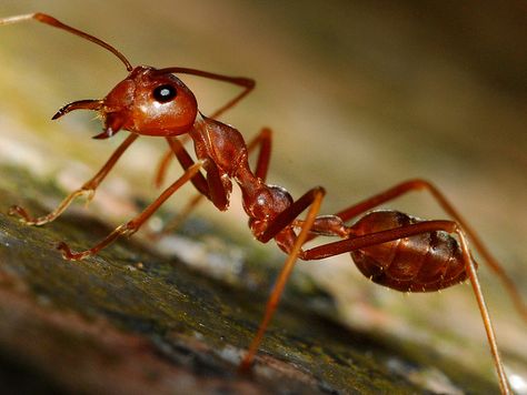 Red Ants....by William Cho Ants, Red