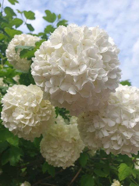 Show Me Your Plants Garden And Yard | My beautiful snowball Bush Snowball Bush, Plants Garden, White Decor, Types Of Flowers, Show Me Your, Garden And Yard, Green Thumb, Show Me, Body Art Tattoos