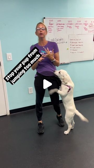 Doggy News Hub on Instagram: "Here is a training tip to stop dogs from jumping too much.  Video Credit: dynamitedogtraining on Tiktok" How To Get Your Dog To Stop Jumping, How To Stop Dog From Jumping On People, Stop Dog From Jumping On People, Jumping Gif, Jumping Dog, Cat Things, Dog Training Videos, St Bernard, Training Your Puppy