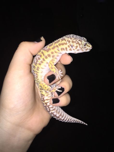 bell albino leopard gecko Albino Gecko, Bell Albino Leopard Gecko, Smiling Leopard Gecko, Leopard Gecko Smile, Leopard Gecko Morphs, Leopard Geckos Cute, Cute Gecko, Reptile Snakes, Cute Reptiles