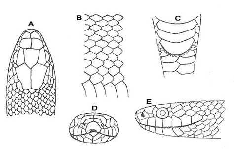 Scales and Features of the King: Eastern Apalachicola Lowlands Kingsnake (Lampropeltis getula meansi) | A. Top of the head (notice the large plate-like scales on the top of the head) B. Smooth scales C. Elongated scales below the tail (subcaudal scales) are typically divided D. Front (face view) of the head E. Side of the head Snake Head Front View, Snake Front View, Northern Florida, Small Snakes, Museum Of Natural History, Reptiles Pet, Cool Pets, Front View, Natural History