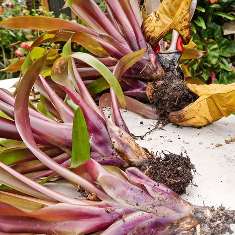 Bromeliads Landscaping Outdoor, Potted Bromeliads, Bromeliads Care, Bromeliads Indoor, Bromilades In Pots, Bromeliads On Driftwood, Large Bromeliad In Pot, Bromeliads Garden, Florida Plants Landscaping