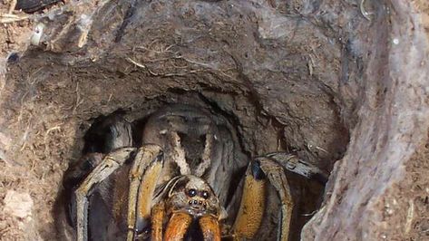 Wolf spider | arachnid | Britannica Funny Spider Pictures, Spider Meme, Creepy Animals, Spiders Funny, Wolf Spider, Creepy Crawlies, Arachnids, Im Awesome, Dark Side